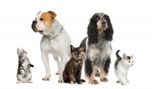 how to remove animal urine